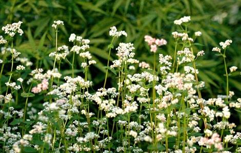 荞麦如何种植才能高产（荞麦如何种植,怎样提高产量）