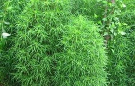 扫帚菜的种植方法（扫帚菜吃法）