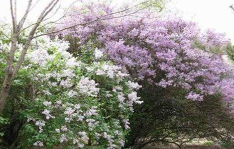 丁香不开花的原因和解决办法（丁香不开花的原因和解决办法视频）