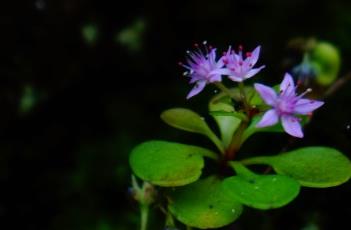 小山飘风（小山飘风花）