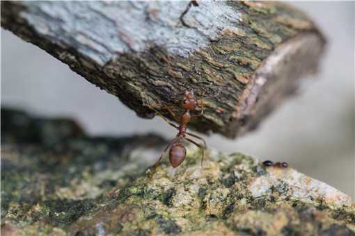 被红火蚁咬了怎么解毒？这四种方法解毒最方便！