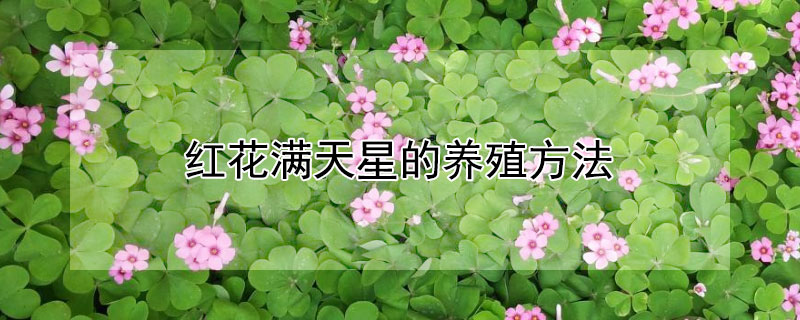 红花满天星的养殖方法（红花满天星的养殖方法和注意事项）