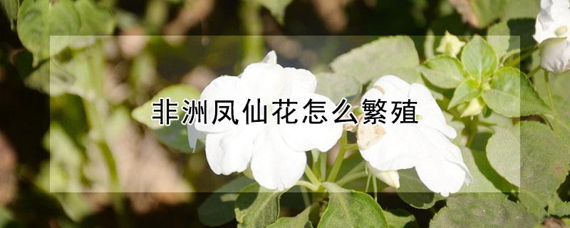 非洲凤仙花怎么繁殖 非洲凤仙花的繁殖方法