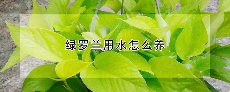 绿罗兰用水怎么养 绿罗兰多久浇一次水