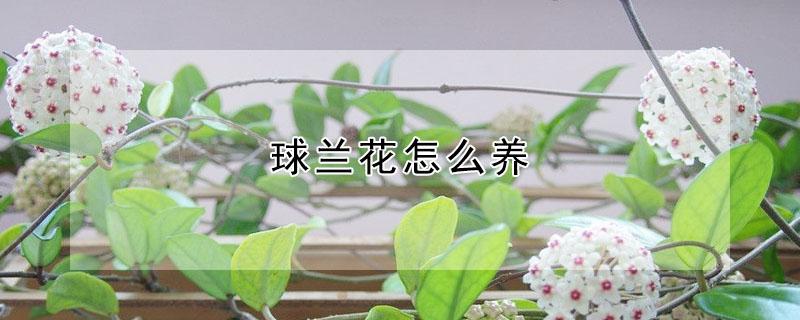 球兰花怎么养（四季球兰花怎么养）