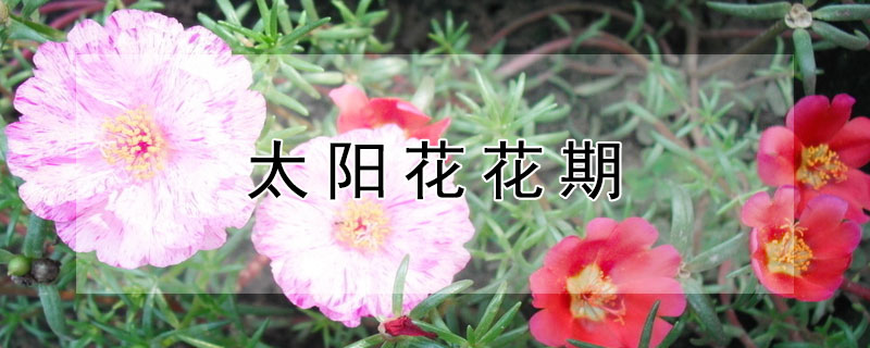 太阳花花期（太阳花花期多长）