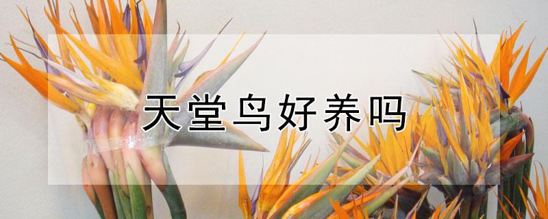 天堂鸟好养吗（天堂鸟好养吗?请帮助几天浇水正常）