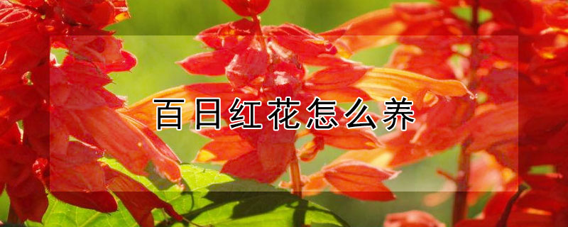 百日红花怎么养 百日红如何养