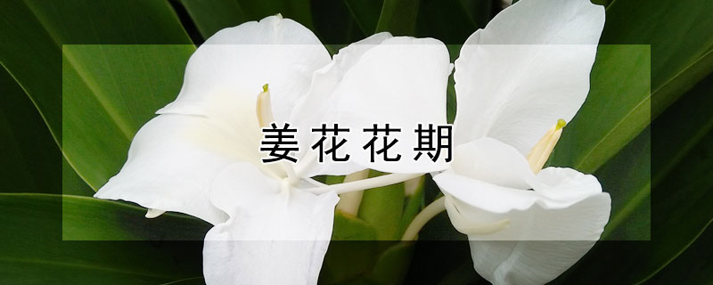 姜花花期（姜花开花时间）