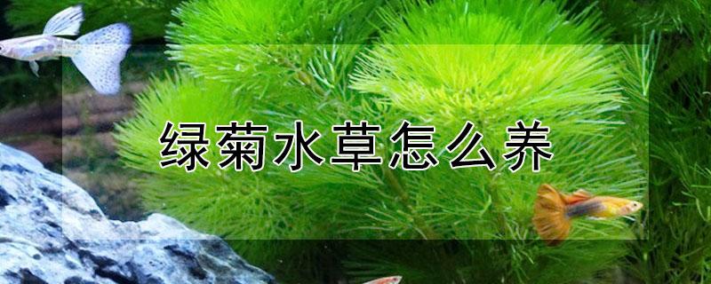 绿菊水草怎么养 绿菊花草怎么养