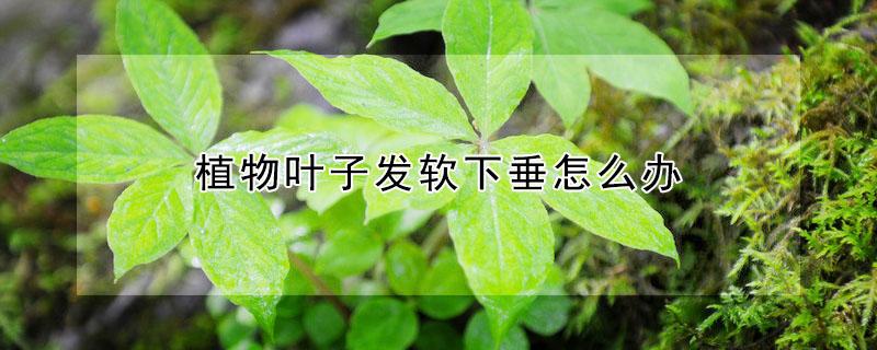 植物叶子发软下垂怎么办 植物叶子软了是怎么回事