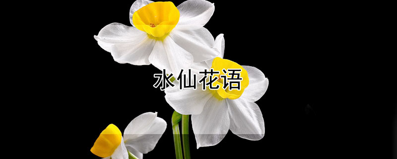 水仙花语 水仙花语是自恋吗