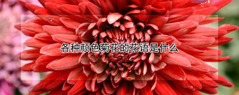 各种颜色菊花的花语是什么 菊花的花语 白色 红色 绿色