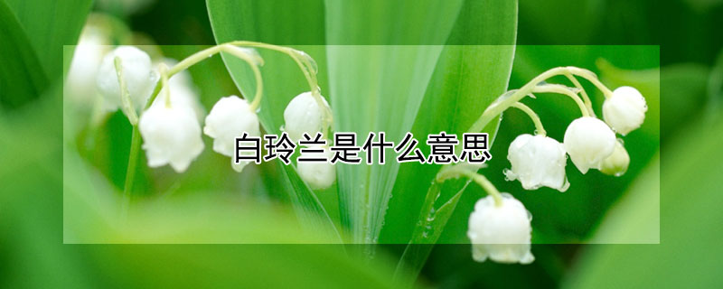 白玲兰是什么意思 白玲兰是什么花