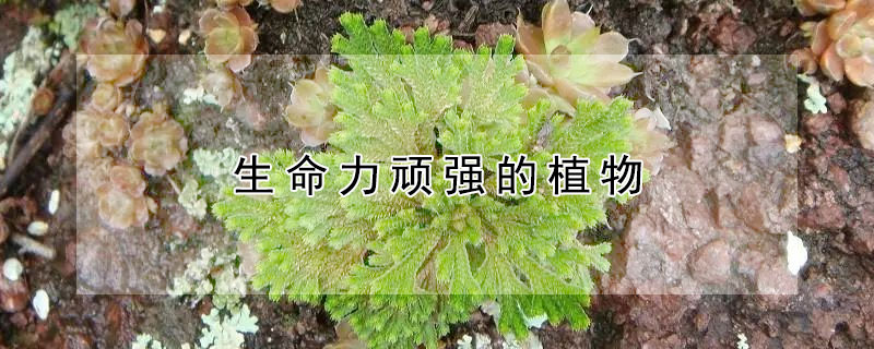 生命力顽强的植物（生命力顽强的植物图片有哪些）