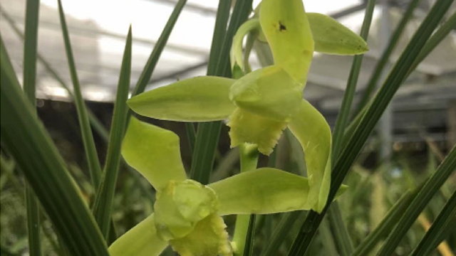 种植兰花能致富吗 种植兰花能赚钱吗