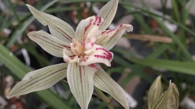 兰花小苗几年开花 兰花小苗几年开花一次