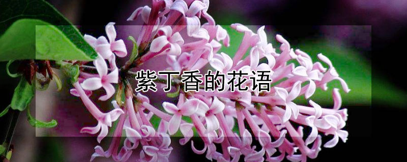 紫丁香的花语 紫丁香的花语是什么语