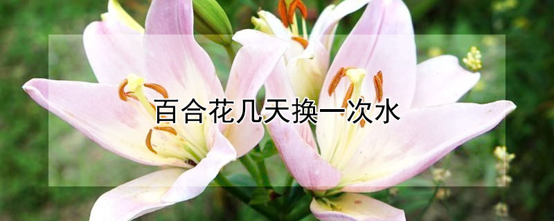 百合花几天换一次水 新鲜百合花几天换一次水