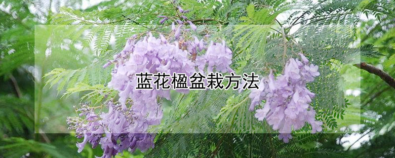 蓝花楹盆栽方法（盆栽蓝花楹的养殖方法）