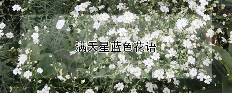 满天星蓝色花语 满天星蓝色花语是什么意思 寓意