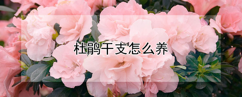 杜鹃干支怎么养（杜鹃花怎么养）