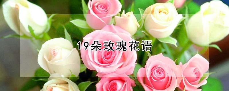 19朵玫瑰花语 19朵玫瑰花语 中国鲜花礼品网