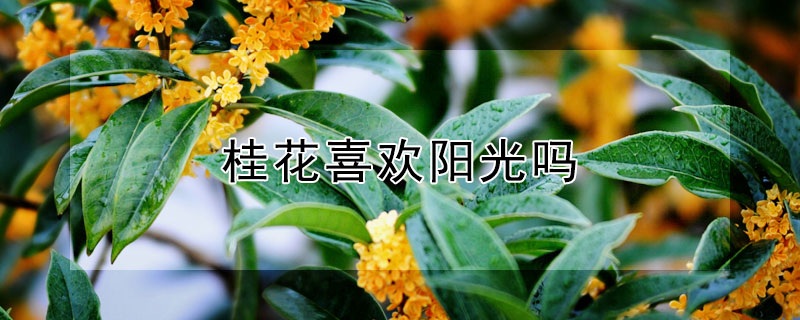 桂花喜欢阳光吗（桂花喜不喜欢阳光）