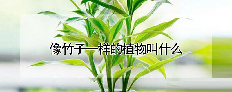 像竹子一样的植物叫什么 跟竹子很像的植物都有哪些