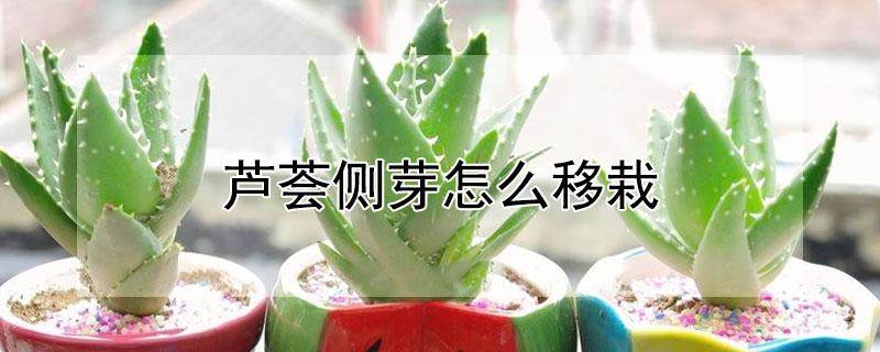 芦荟侧芽怎么移栽（芦荟发芽怎么移栽）