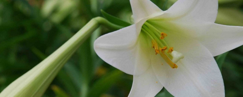 百合花夏天怎么管理 百合花夏天开花后怎么管理