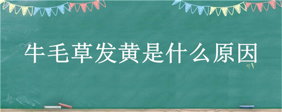 牛毛草发黄是什么原因 牛毛草变黄是怎么回事