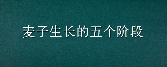 麦子生长的五个阶段 麦子生长的五个阶段绘画