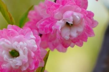 粉花重瓣麦李（粉花重瓣麦李花语）