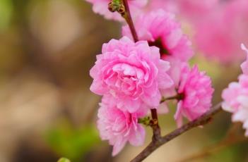 粉花重瓣麦李