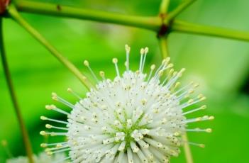 风箱树根（风箱树根茎）