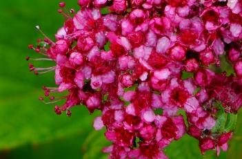 粉花绣线菊（绣线菊的功效与作用）