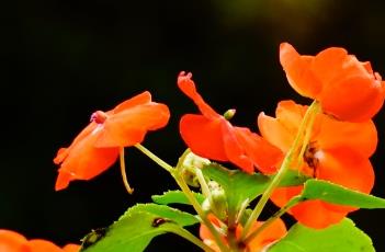 非洲凤仙花（非洲凤仙花冬天怎么养）