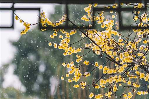 12月份种什么花？这五种花好看又好养！