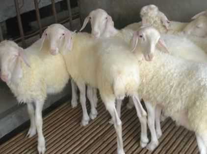 新手养羊的羊圈建造要注意什么 新手养羊的羊圈建造要注意什么问题