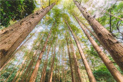 2020年大面积种植什么树效益高（2020年种植绿化树什么品种有价值）