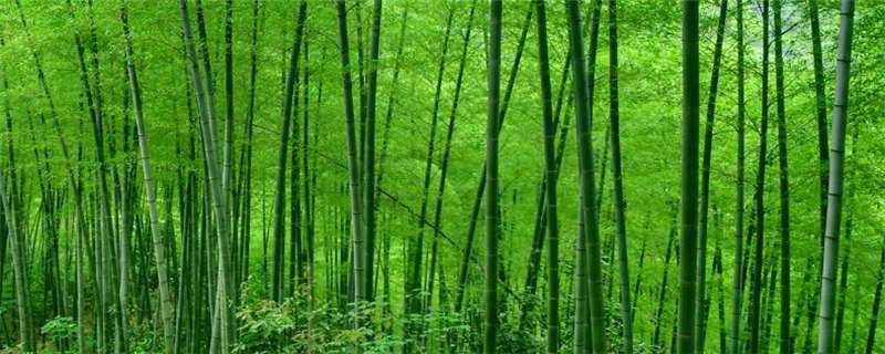 竹子怎么繁殖 竹子的繁殖方法