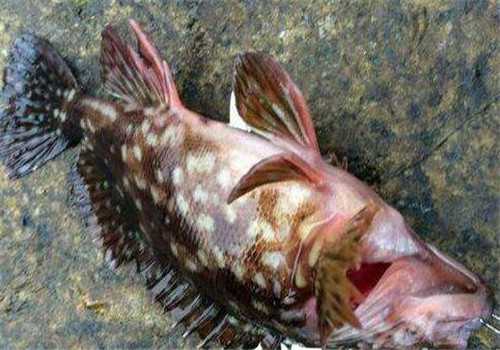 背鳍有毒的鱼“石九公”多少钱一斤 烈腹鱼多少钱一斤