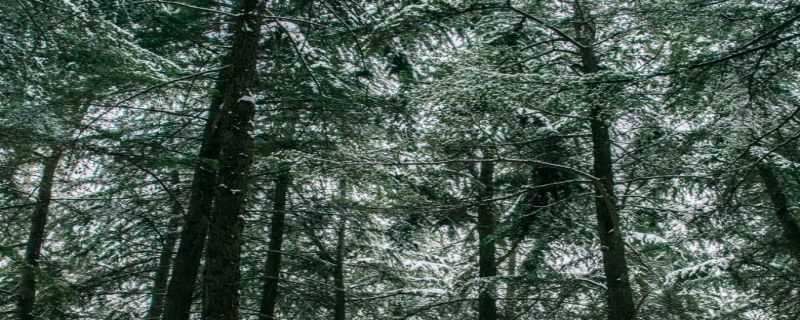 雪松是常绿还是落叶 雪松是常绿还是落叶乔木