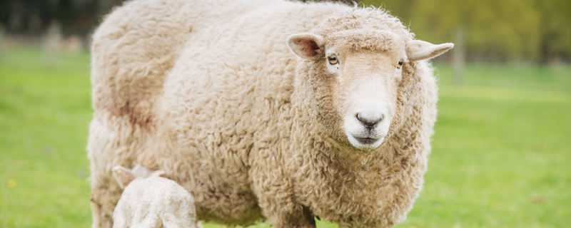 羊粪是酸性还是碱性 羊粪是酸性还是碱性的肥料