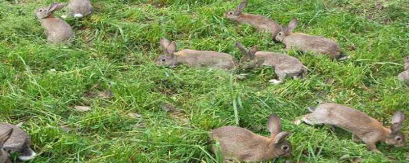 哪里有养殖野兔的 哪里有养殖野兔的基地