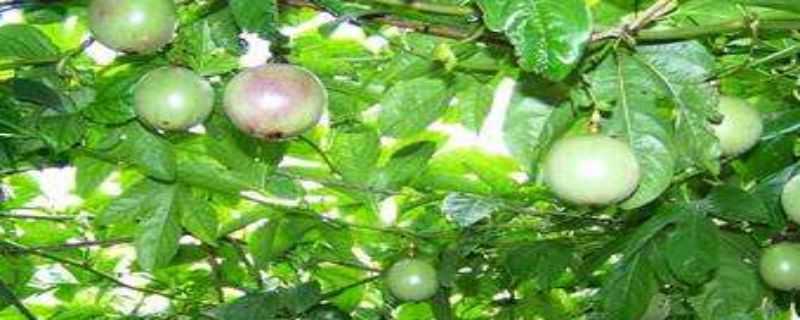 西番莲的种植方法 西番莲的种植方法盆栽