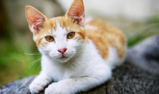 如何确定自己是否适合养暹罗猫 暹罗猫应该怎么养