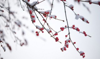 瑞雪兆丰年意思 瑞雪兆丰年意思相近的成语