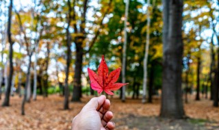 霜叶红于二月花是一幅怎样的画面（霜叶红于二月花是一幅怎样的画面用自己的话说说）